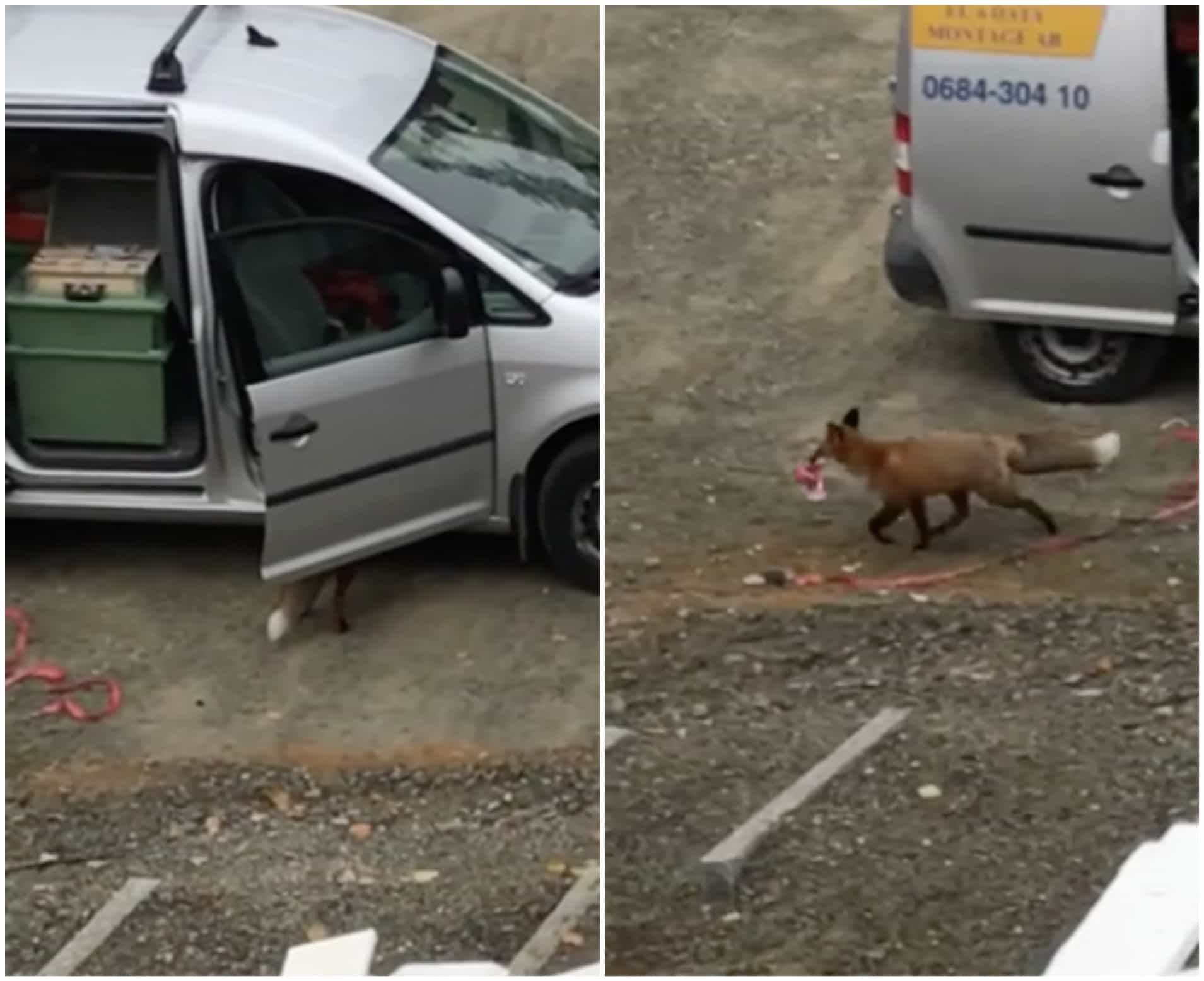 Zorro se roba una porción de pizza de un vehículo. Pulzo.