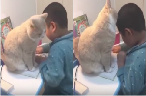 Gato interrumpe a niño cuando hacía una tarea. Pulzo.