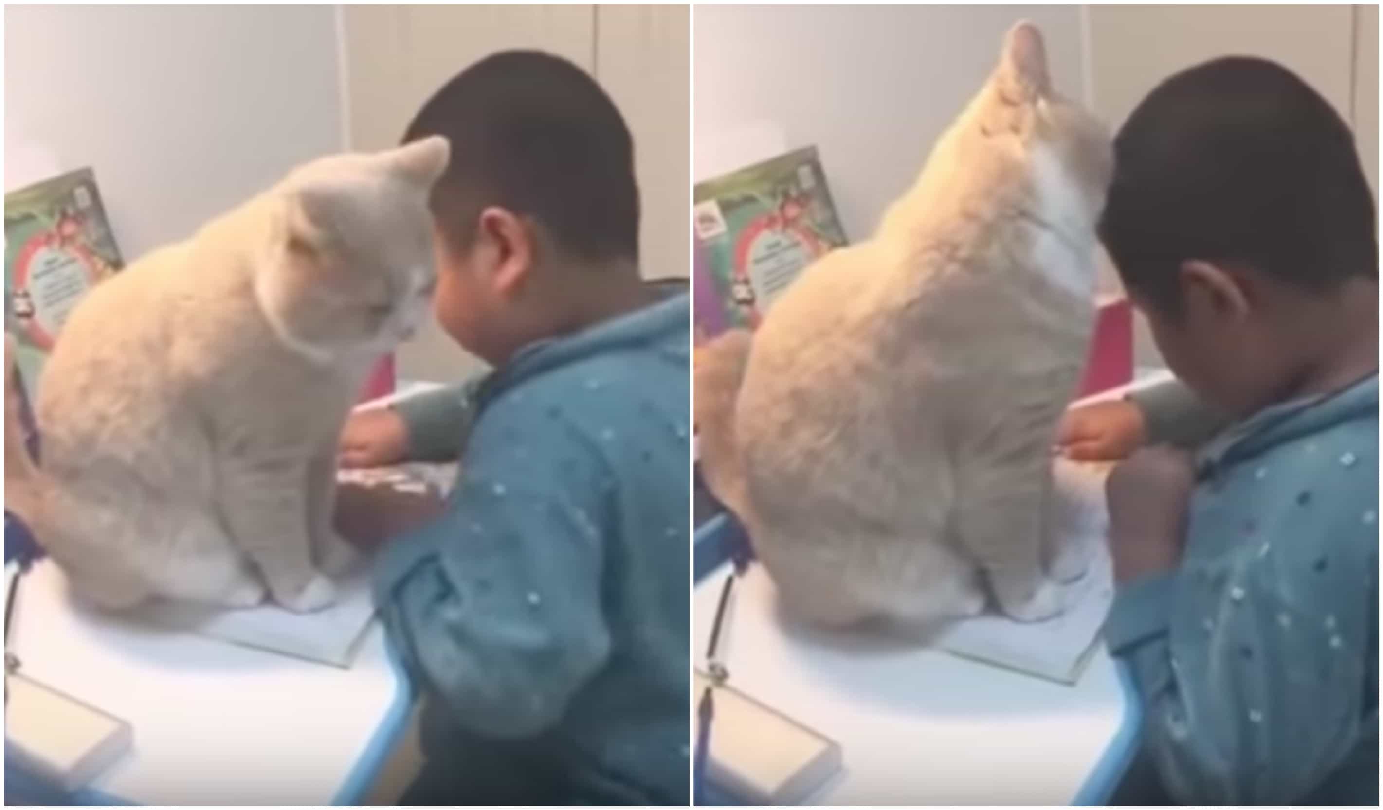 Gato interrumpe a niño cuando hacía una tarea. Pulzo.