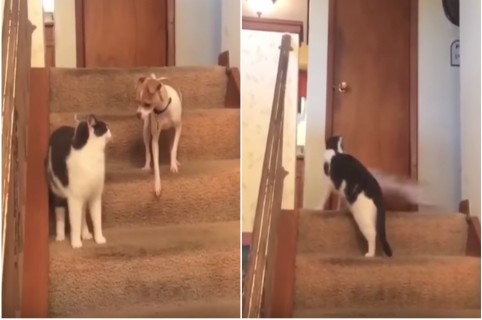 Gato y perro, que se hizo viral por correr rápidamente en una casa. Pulzo.