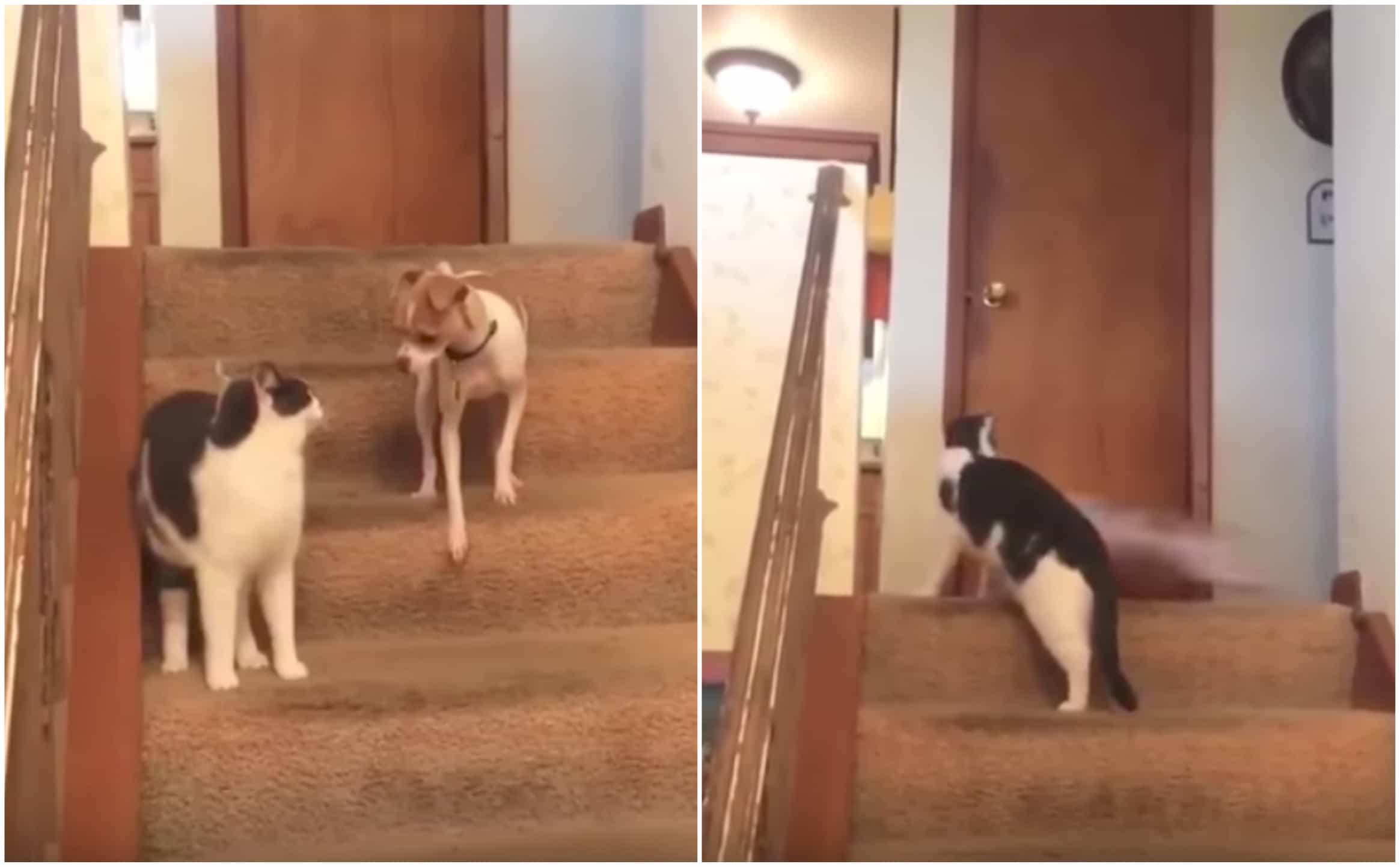 Gato y perro, que se hizo viral por correr rápidamente en una casa. Pulzo.