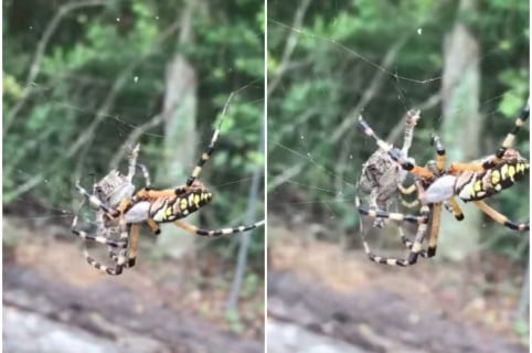 Araña caza a un sapo. Pulzo.