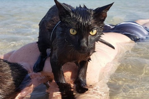 Nathan, la gata a la que le gusta nadar en la playa. Pulzo.