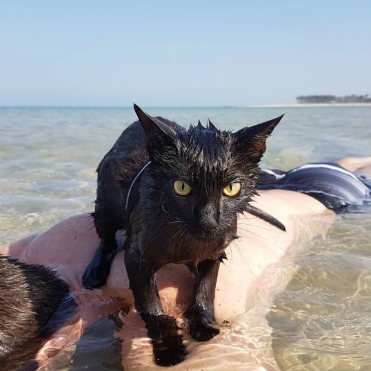 Nathan, la gata a la que le gusta nadar en la playa. Pulzo.