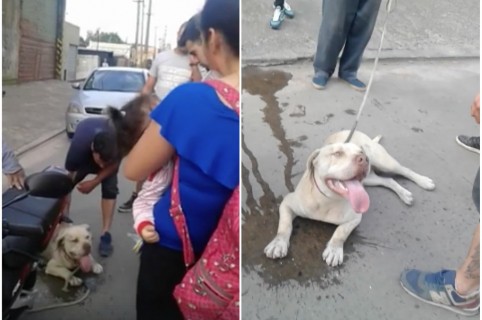 Perrito que fue arrastrado por la calle.