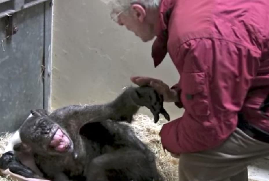 Chimpancé se reencuentra con cuidador.