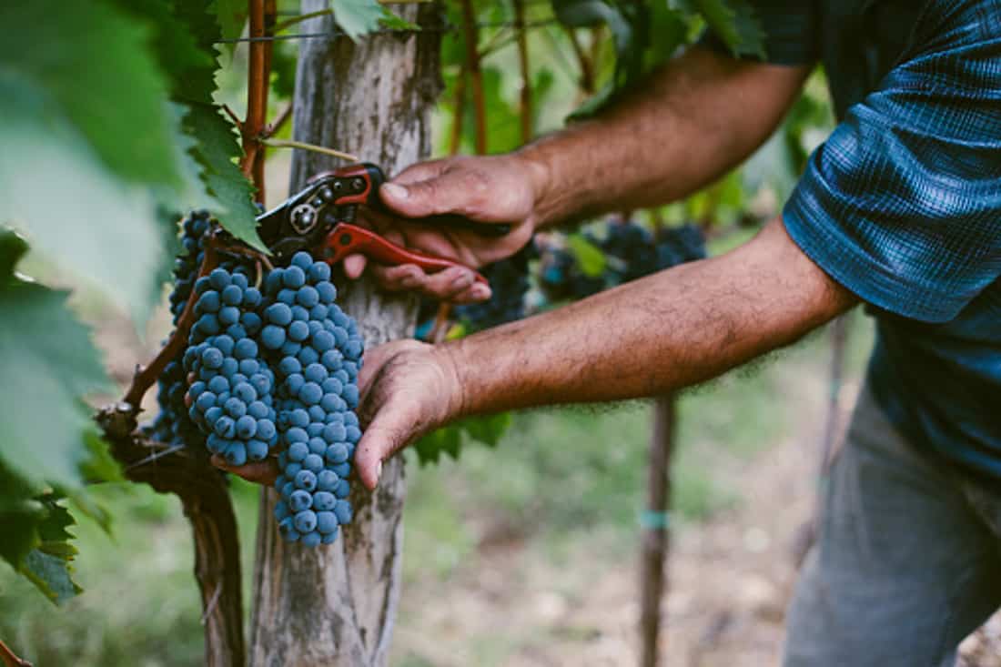 Vino