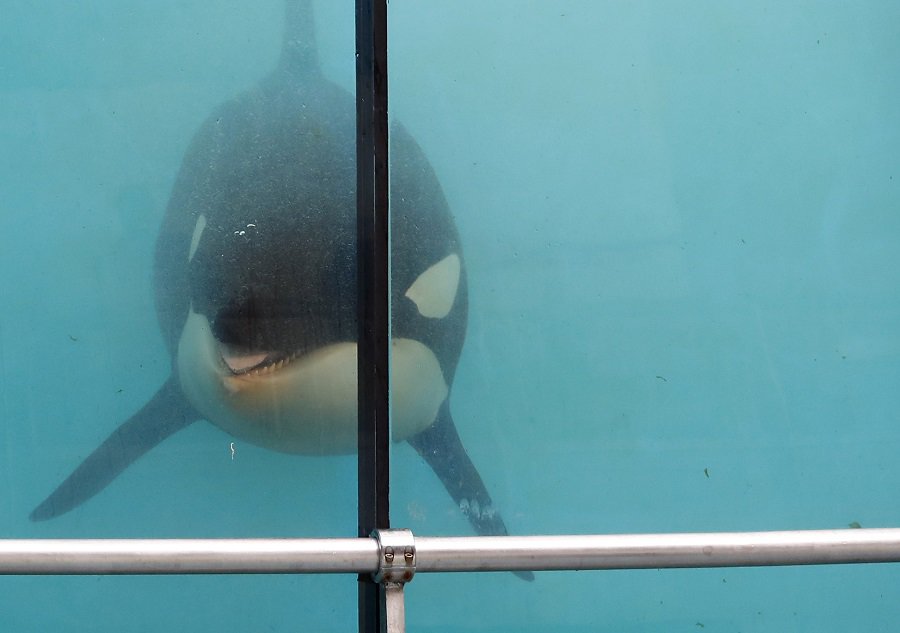 Ballena orca