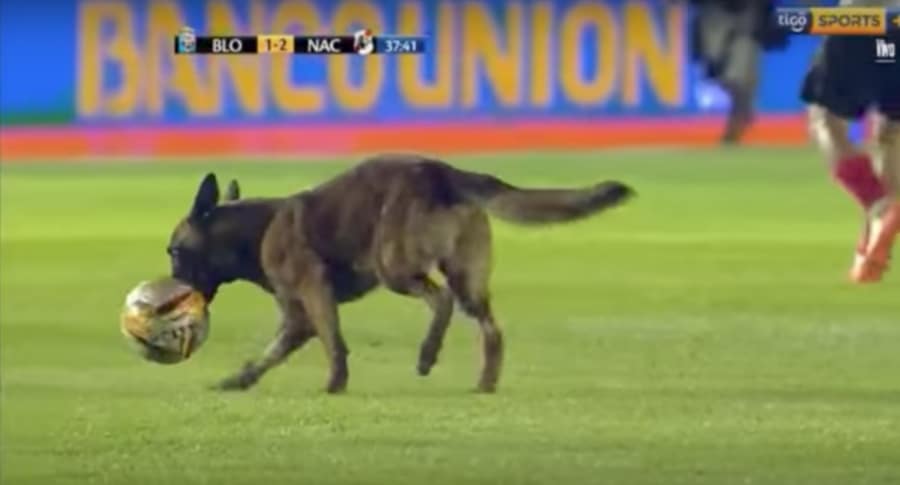 Perro Perrito que se coló en partido de fútbol boliviano. Pulzo.