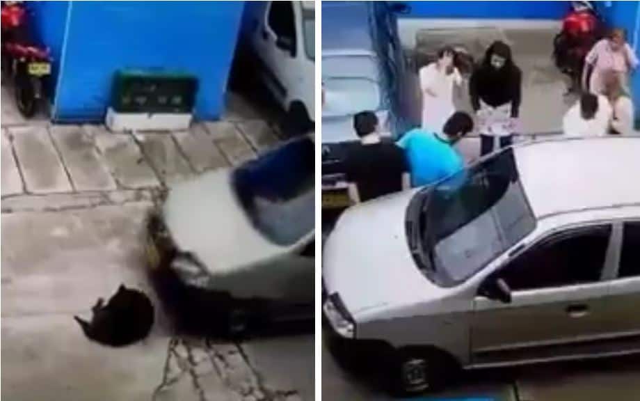 Momento en el que el conductor atropella al canino