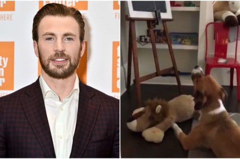 Chris Evans y su perro, Dodger. Pulzo.