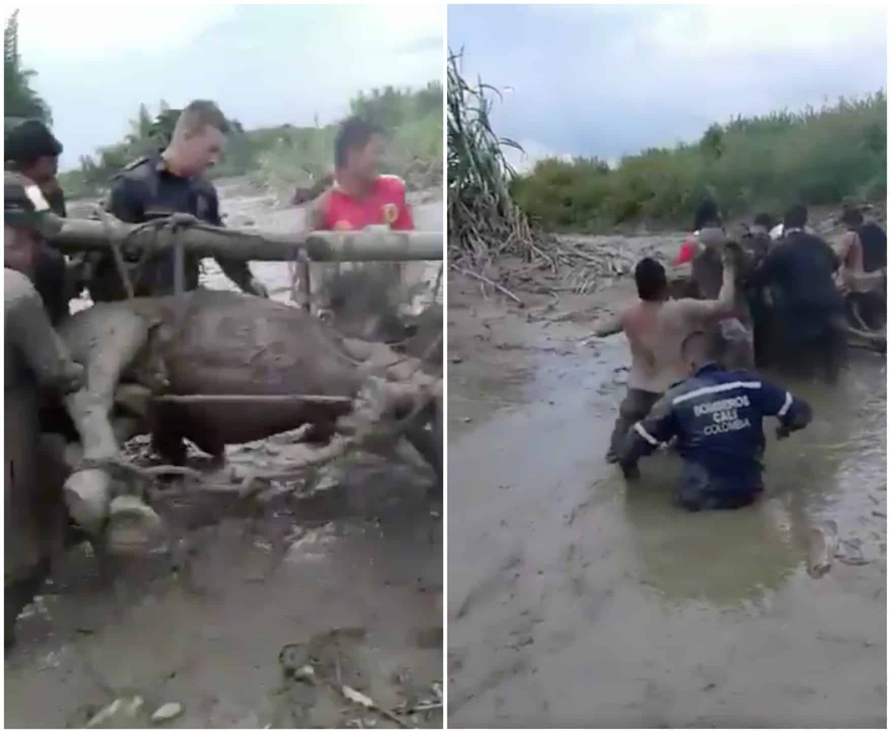 Caballo rescatado en Corinto. Pulzo.