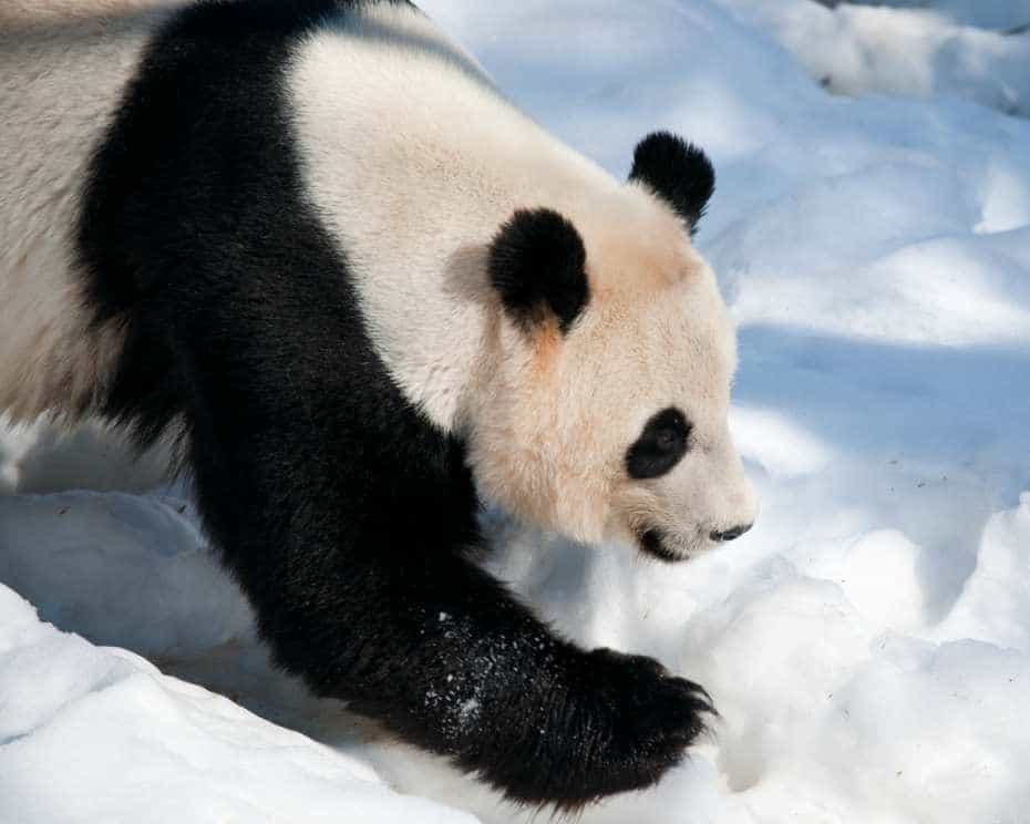 Oso panda en la nieve.