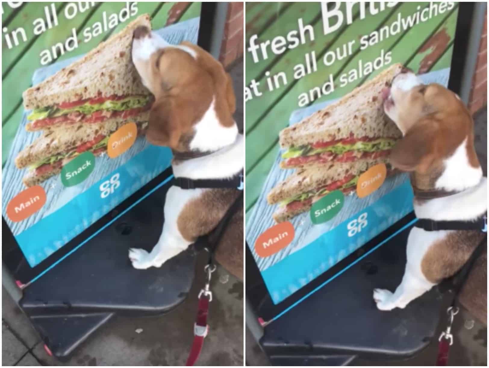 Perro lame anuncio de sándwich. Pulzo.