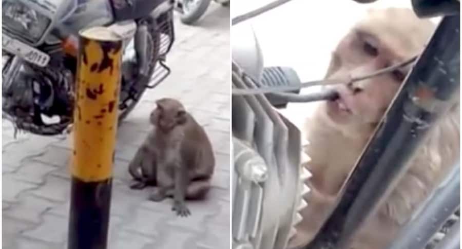 Mono adicto a la gasolina.