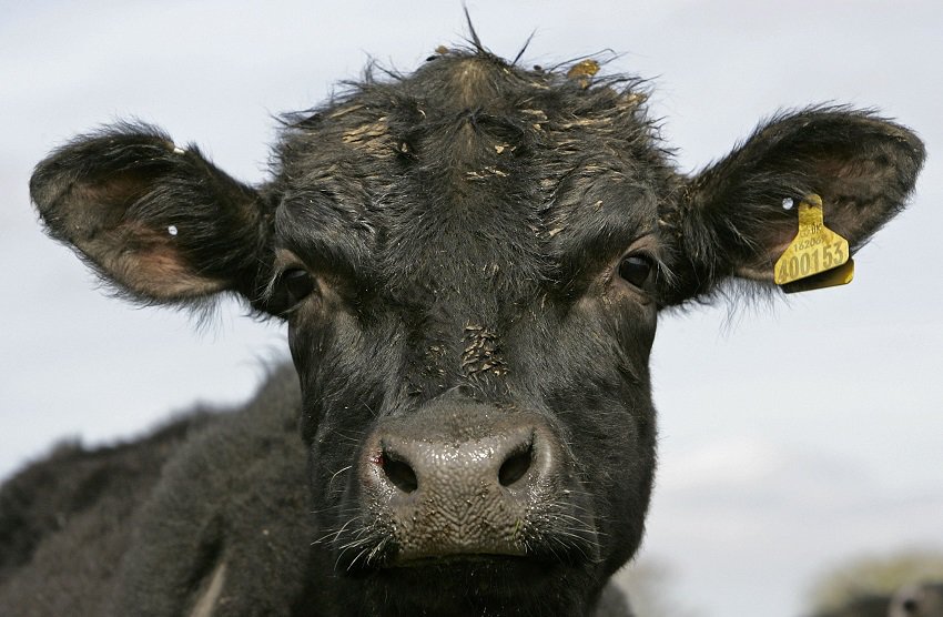 Vaca