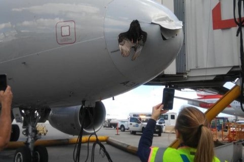 Pájaro golpea avión de American Airlines aterrizando en Miami