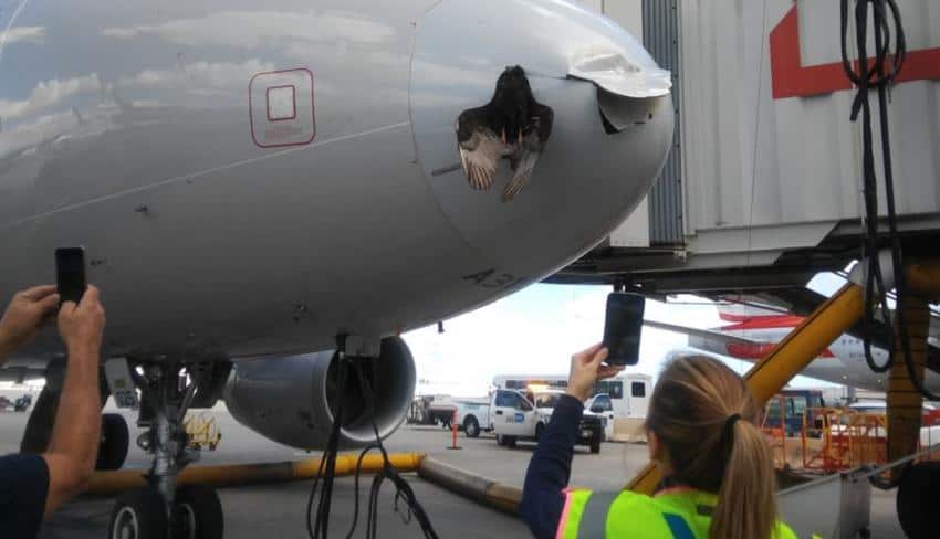 Pájaro golpea avión de American Airlines aterrizando en Miami