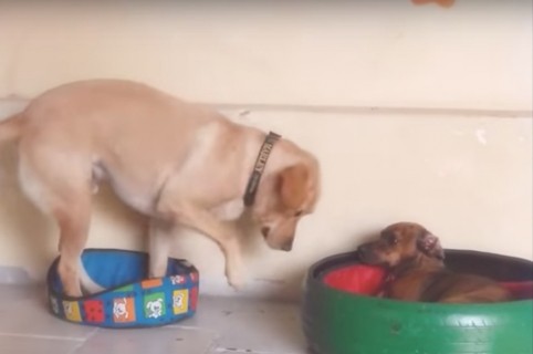 Perro intenta meterse a cama pequeña. Pulzo.