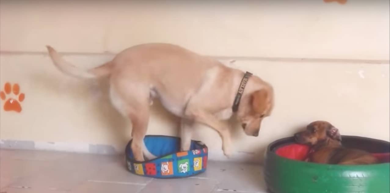 Perro intenta meterse a cama pequeña. Pulzo.
