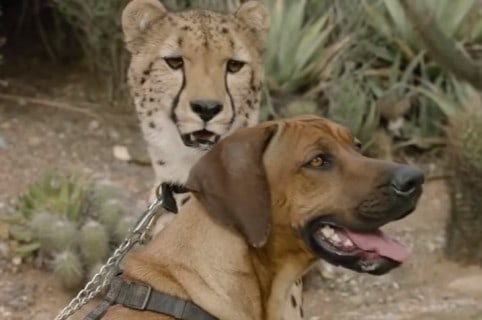 Ruuxa y Raina