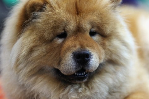 Perro chow chow. Pulzo.