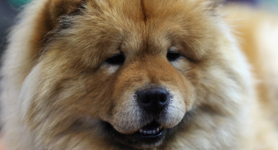 Perro chow chow. Pulzo.