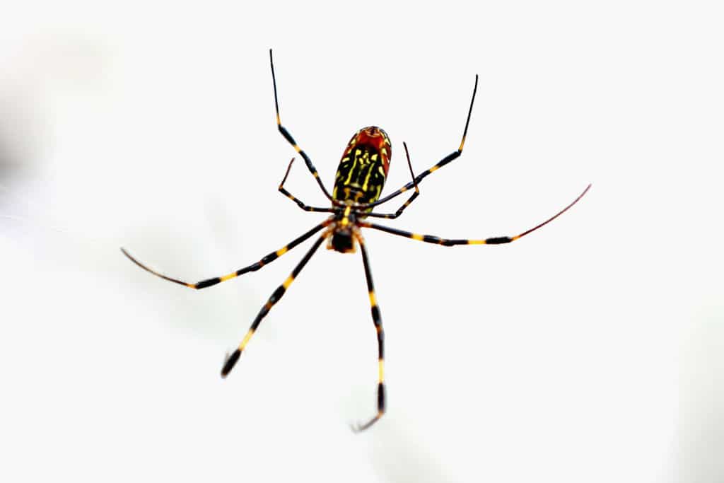 Araña. Pulzo.