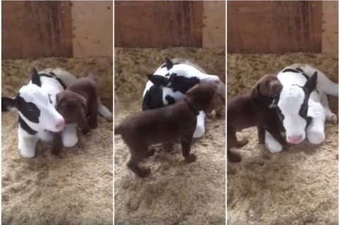 Perrito y ternero juegan juntos.