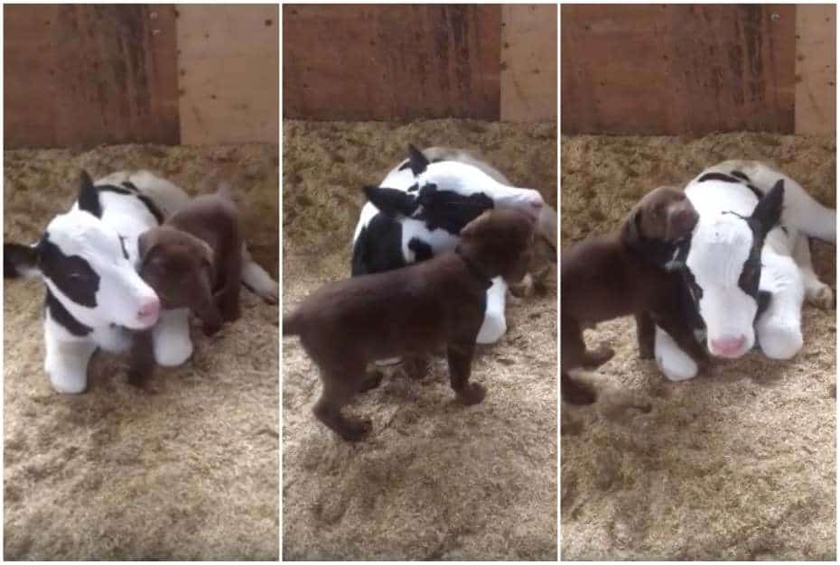 Perrito y ternero juegan juntos.