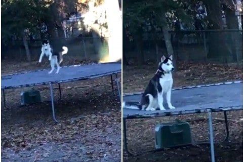 Perra husky siberiano salta en un trampolín. Pulzo.