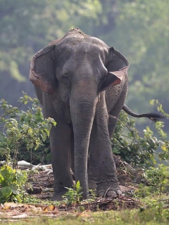 Elefante.