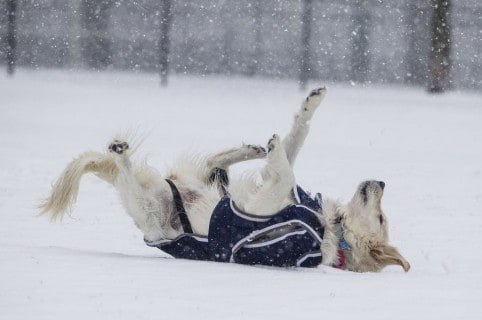 Perro recostado en la nieve. Pulzo.