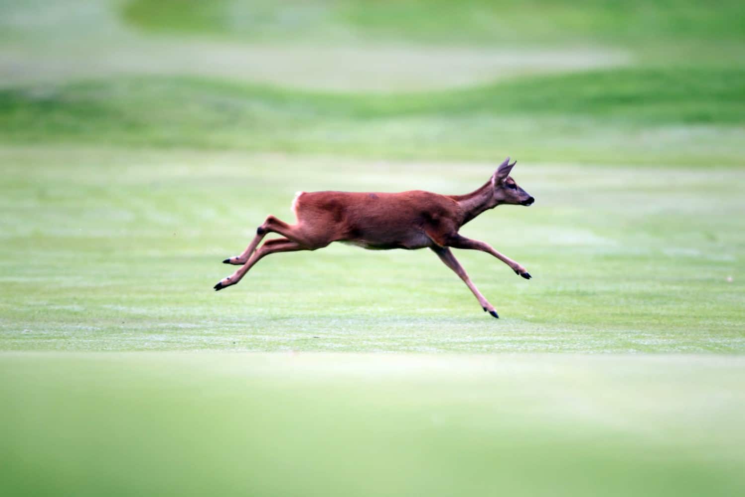 Venado. Pulzo.