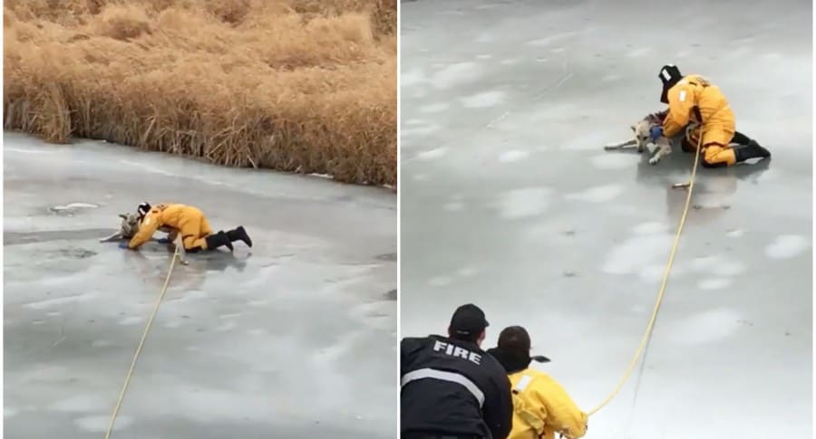 Bombero rescata a perro de arroyo congelado en Canadá. Pulzo.com