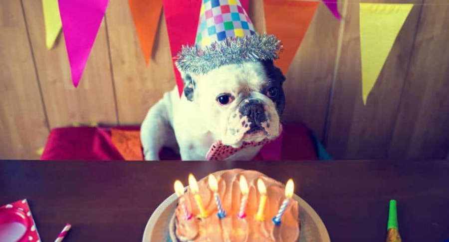 Cumpleaños de Bulldog.