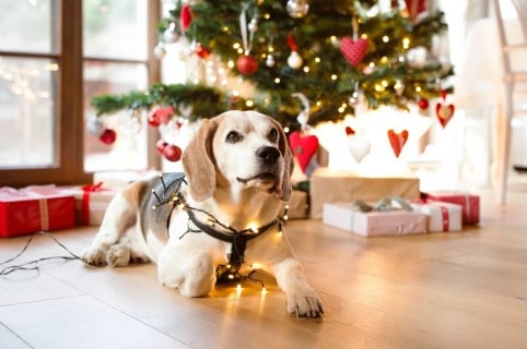 Perro juega con un árbol de Navidad. Pulzo.