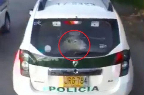 Chiva transportada en patrulla de Policía