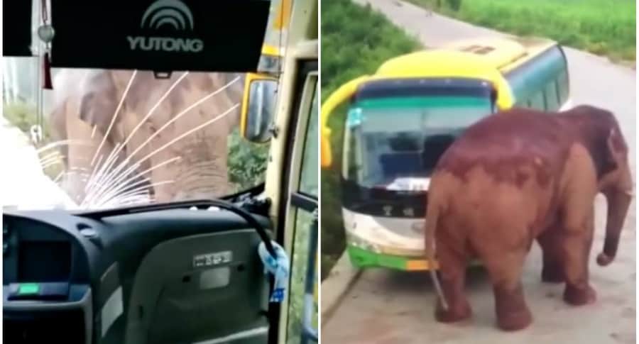 Elefante ataca bus en China.
