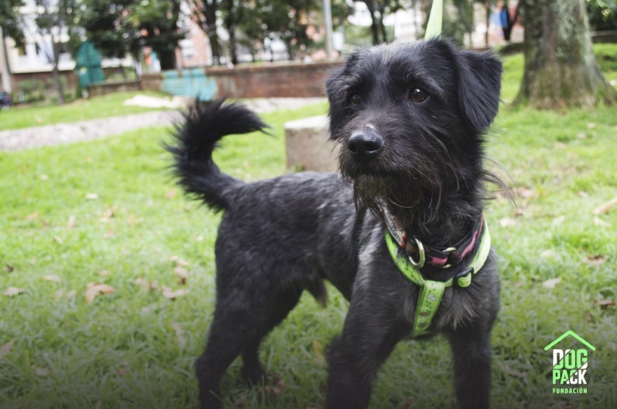 Jornada de adopción Bogotá
