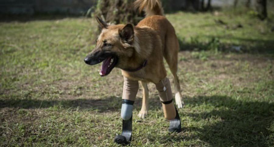 Perro usa prótesis similares a las de Pistorius.