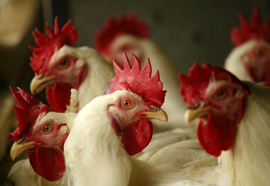 Gallinas