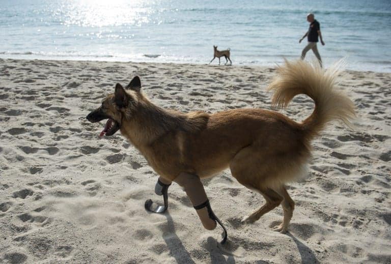 Perro tailandés con prótesis. Pulzo.