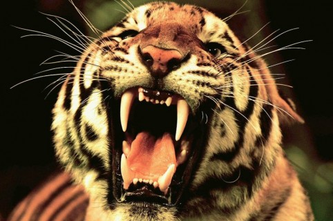 Tigre. Pulzo.