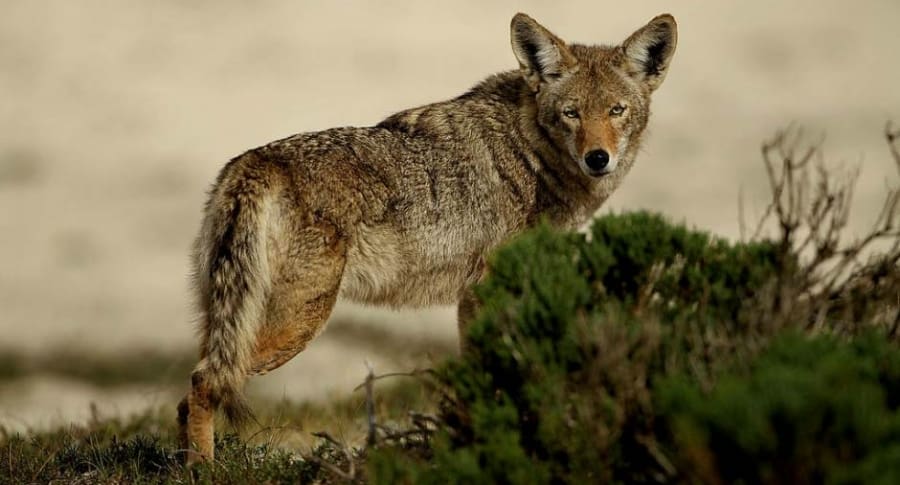 puede un perro matar a un coyote