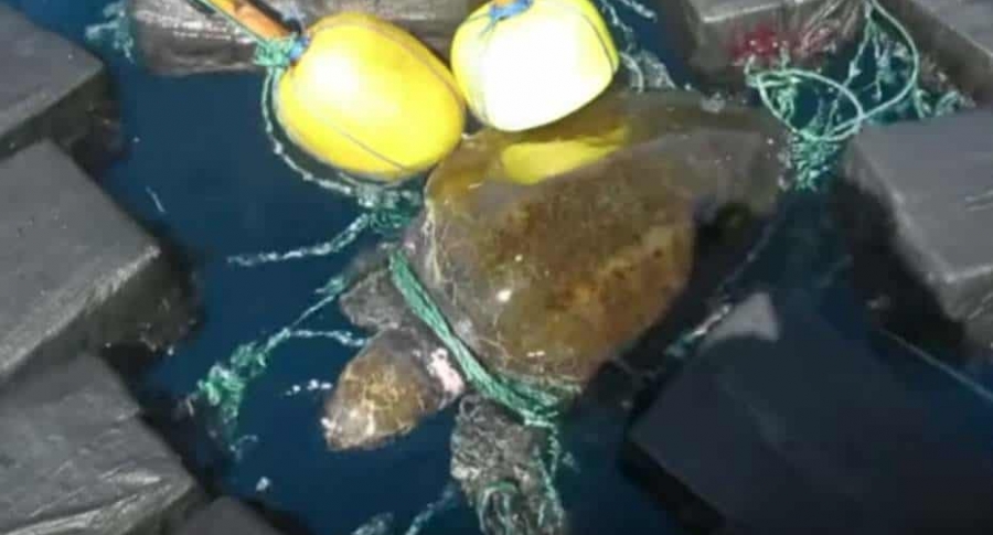 Rescate de tortuga marina.
