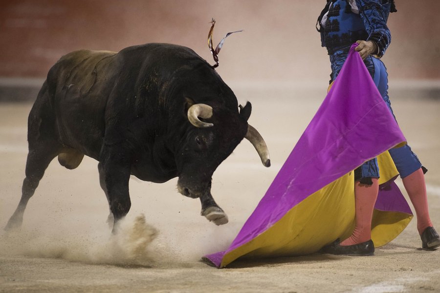 Toro en corrida