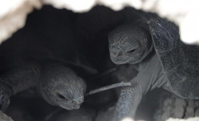 Tortugas bebé en Islas Galápagos
