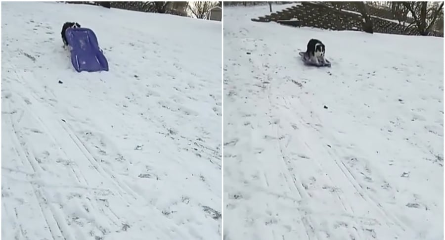 Secret, perra que se deslizó sobre un trineo por la nieve. Pulzo.