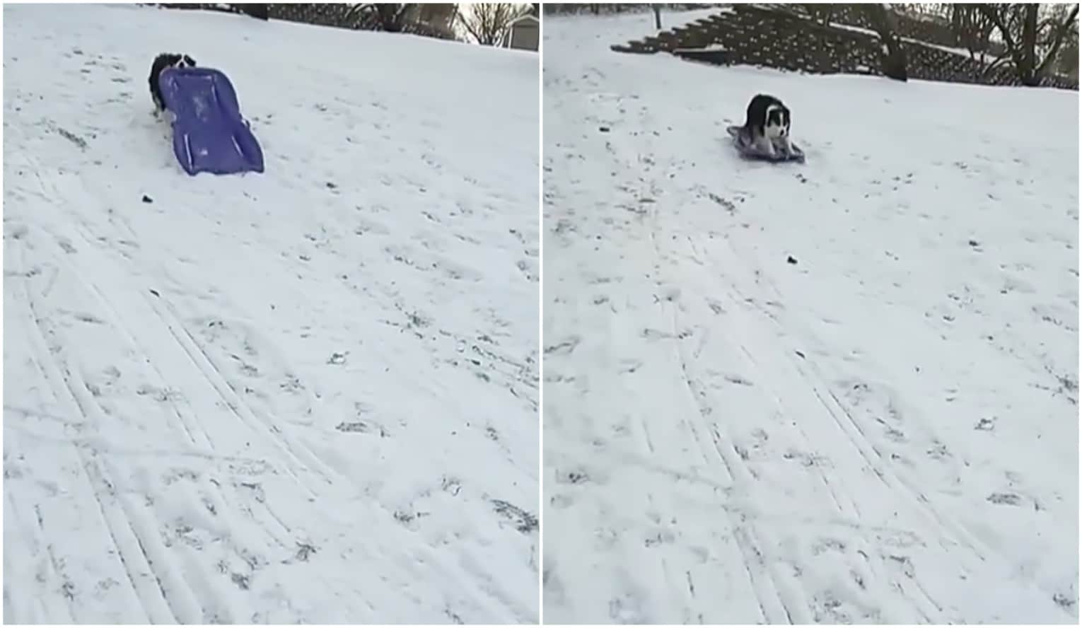 Secret, perra que se deslizó sobre un trineo por la nieve. Pulzo.